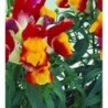boca de dragÃ³n floral showers red yellow - semillas sin tratamiento