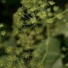 anis (pimpinella anisum) semillas sin tratar