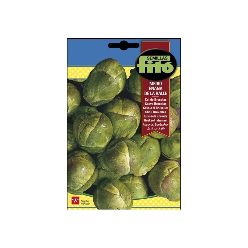 col de Bruselas medio enana de la Halle