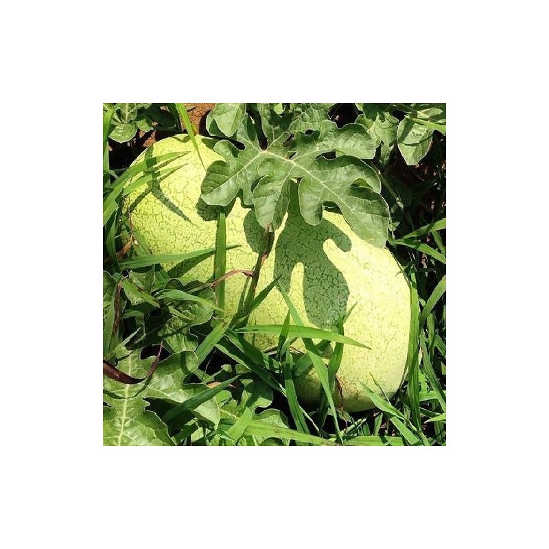 sadia charleston gray - semillas sin tratamiento