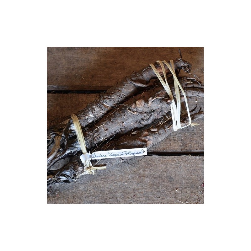 semillas  de bardana japonesa takinowaka