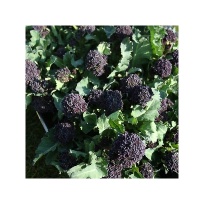 brocoli de floretes morados summer purple (semillas sin tratamiento)