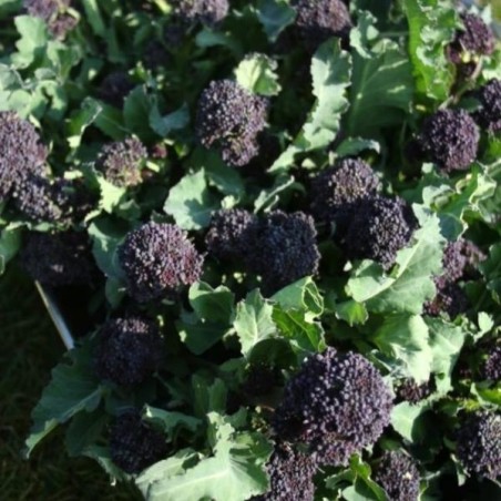 brocoli de floretes morados summer purple (semillas sin tratamiento)