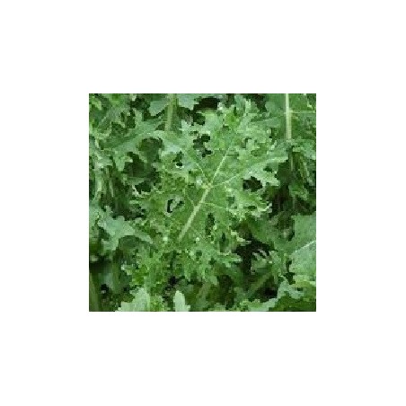 semillas de Kale blanco ruso