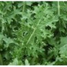 semillas de Kale blanco ruso