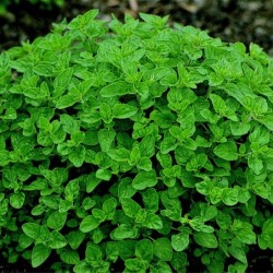 Mejorana (Semillas no tratadas)