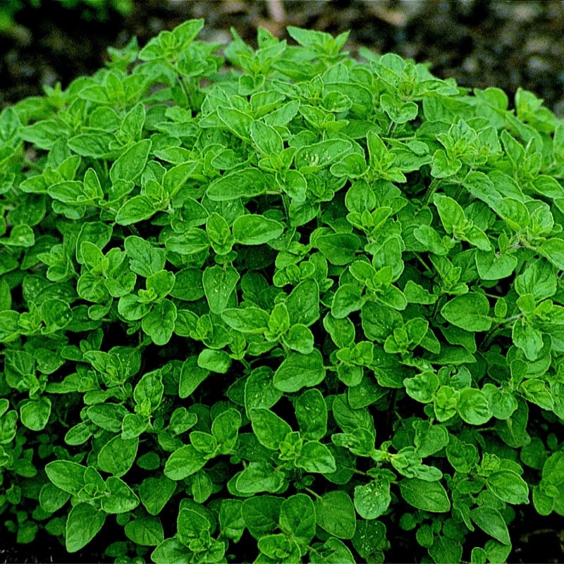 Mejorana (Semillas no tratadas)