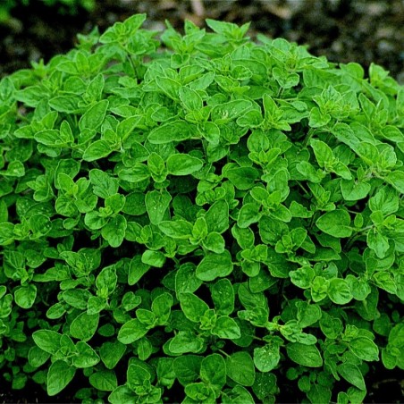 Mejorana (Semillas no tratadas)
