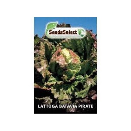lechuga batavia pirate