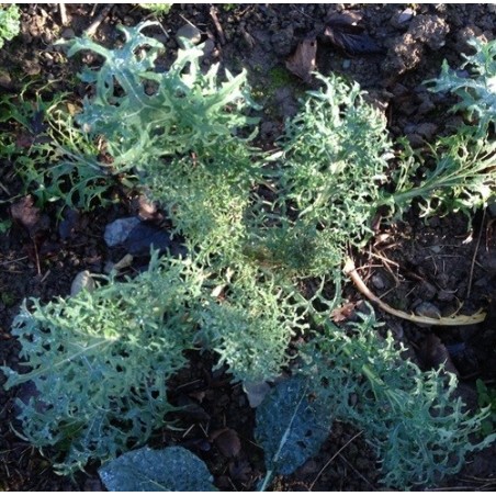 kale bear necessities (semillas ecolÃ³gicas)