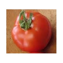 semillas de tomate druzba