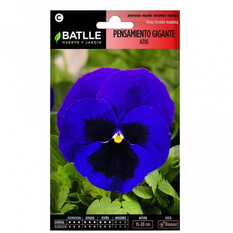 pensamiento gigante azul