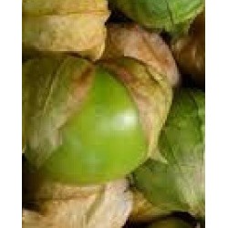 physalis ixocarpa verde - semillas no tratadas