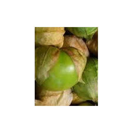 physalis ixocarpa verde - semillas no tratadas