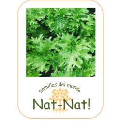 wasabino (Brassica juncea)