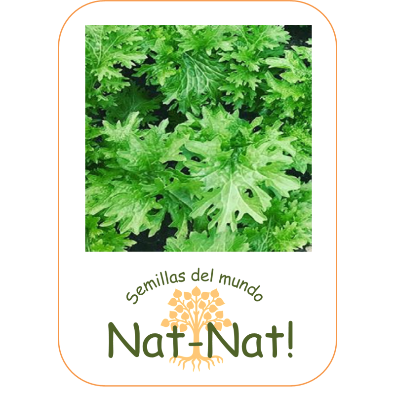 wasabino (Brassica juncea)