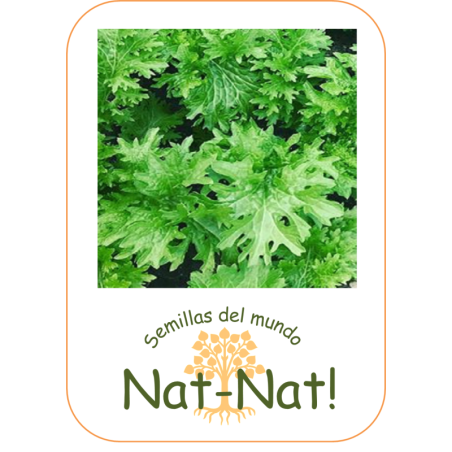 wasabino (Brassica juncea)