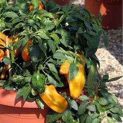 Pimiento Dulce F1 Mohawk- semillas no tratadas