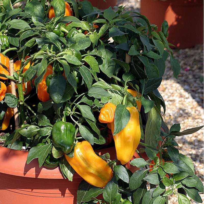 Pimiento Dulce F1 Mohawk- semillas no tratadas