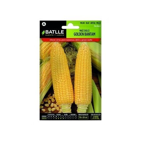 maiz dulce golden bantam