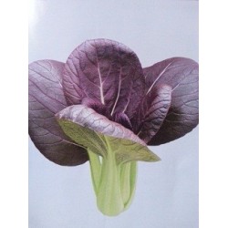 semillas de pak choi purpura F1 Red lady