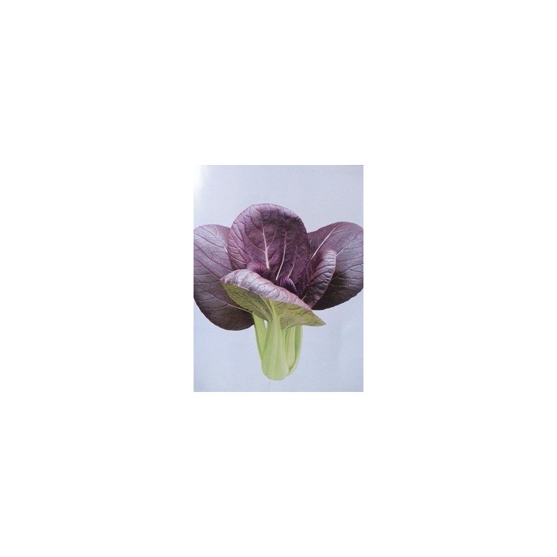 semillas de pak choi purpura F1 Red lady