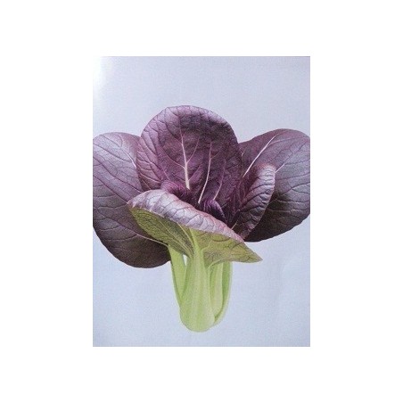 semillas de pak choi purpura F1 Red lady