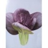 semillas de pak choi purpura F1 Red lady