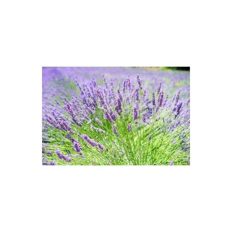 alhucema (lavandula lanata)