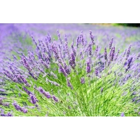 alhucema (lavandula lanata)