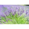 alhucema (lavandula lanata)