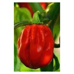pimiento habanero - semillas no tratadas