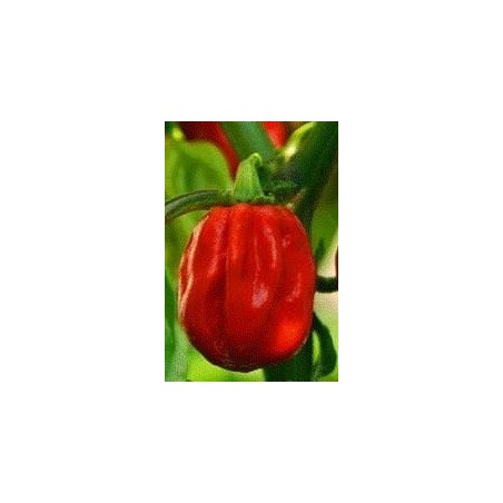 pimiento habanero - semillas no tratadas