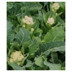 brÃ³coli perenne nine star