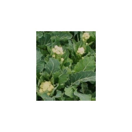 brÃ³coli perenne nine star