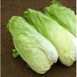 Achicoria pan de azucar - semillas no tratadas