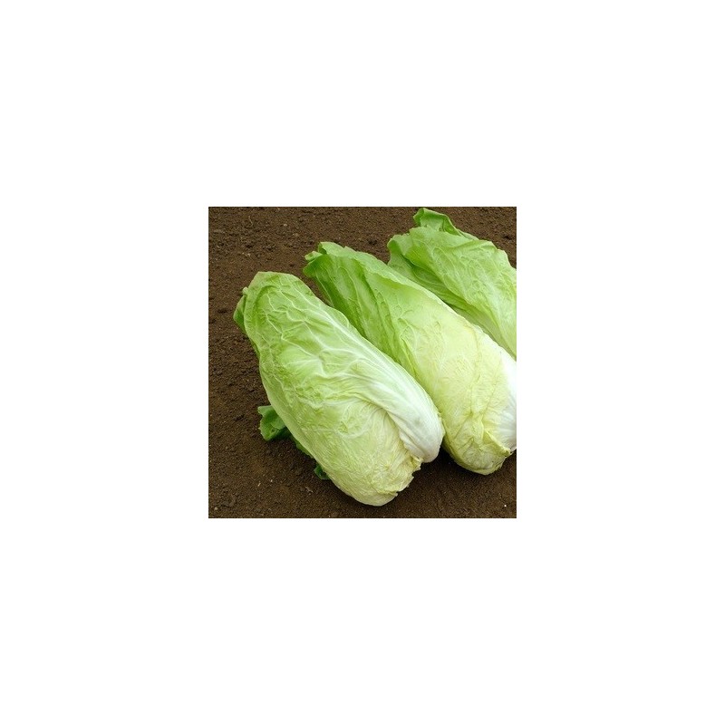 Achicoria pan de azucar - semillas no tratadas