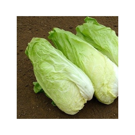 Achicoria pan de azucar - semillas no tratadas