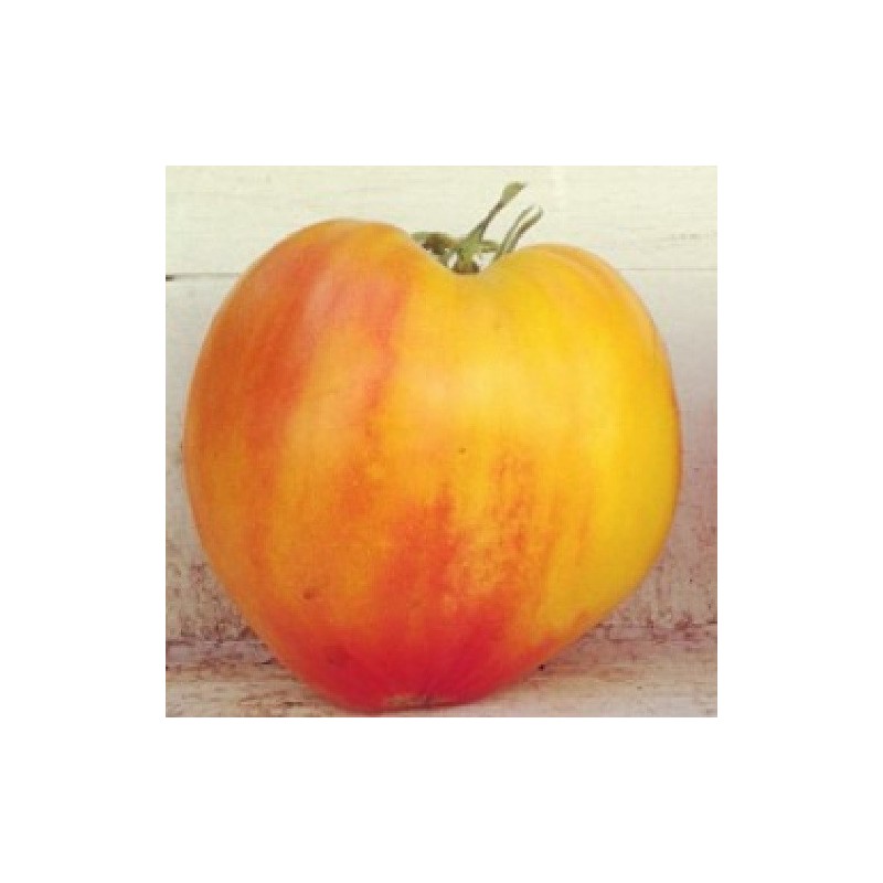 Tomate corazÃ³n de buey rayado - semillas no tratadas