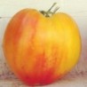 Tomate corazÃ³n de buey rayado - semillas no tratadas