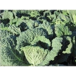 semillas de repollo rizado