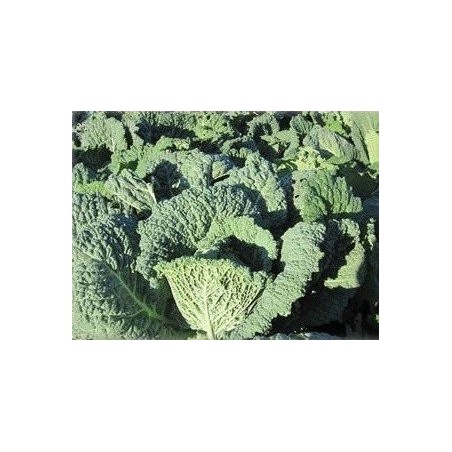 semillas de repollo rizado