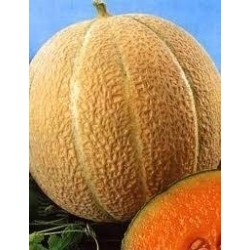 melÃ³n hale's best (semillas ecolÃ³gicas)