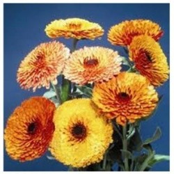 Calendula Touch of Red Mix - semillas no tratadas