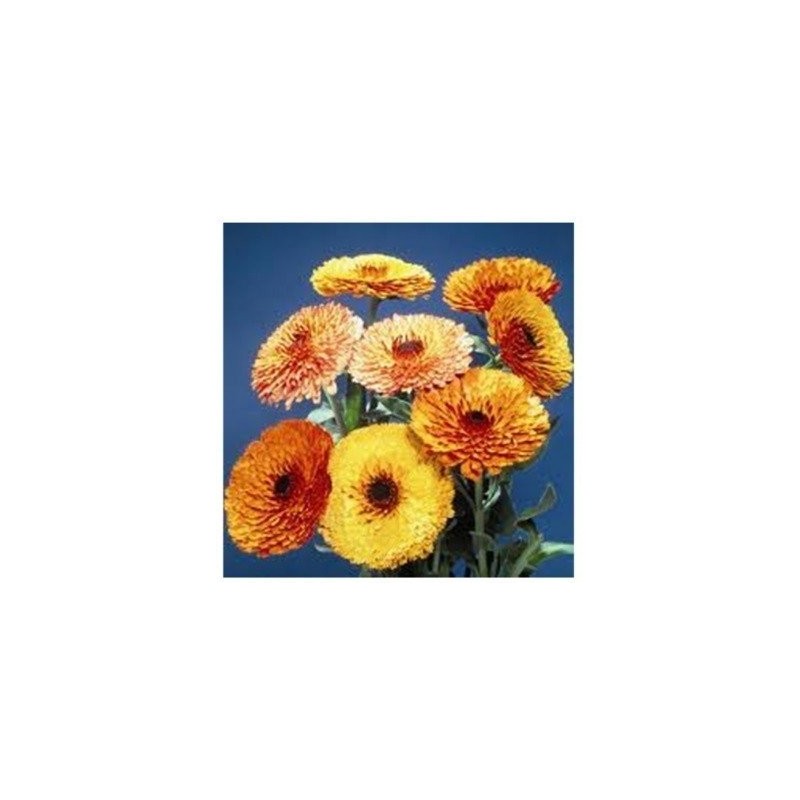 Calendula Touch of Red Mix - semillas no tratadas