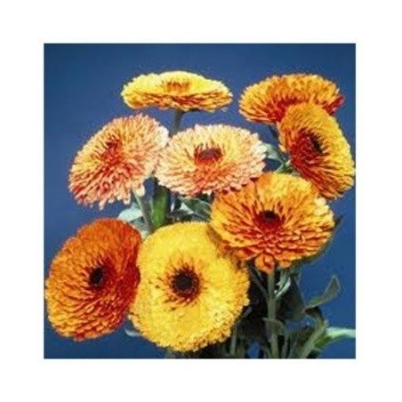 Calendula Touch of Red Mix - semillas no tratadas
