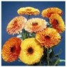 Calendula Touch of Red Mix - semillas no tratadas