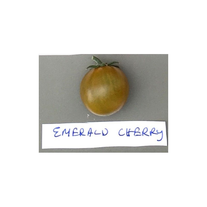 tomate cherry esmeralda (semillas ecolÃ³gicas)