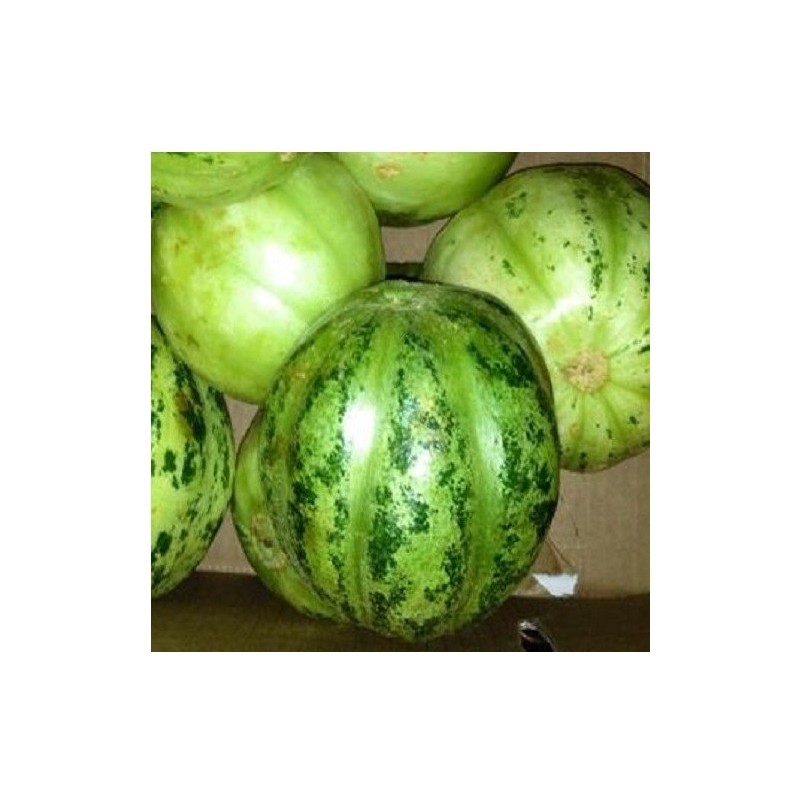 pepino carosello redondo de Manduria - semillas no tratadas