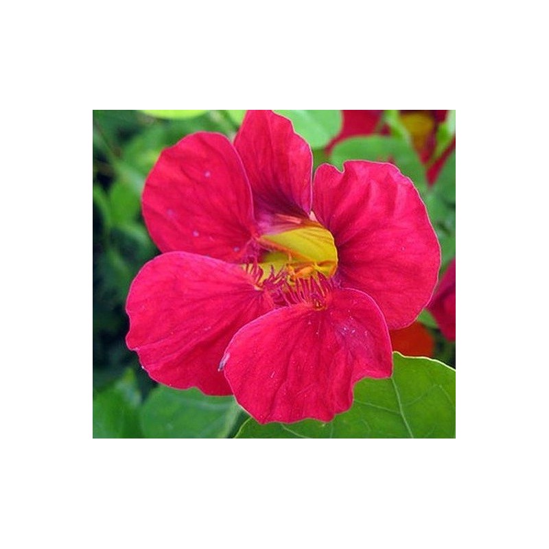 capuchina cherry rose - sin tratamiento